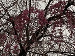 IMG_0612.jpg